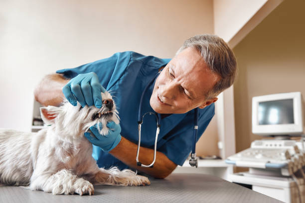 Best Emergency Dental Care for Trauma or Injury in Rowlett, TX